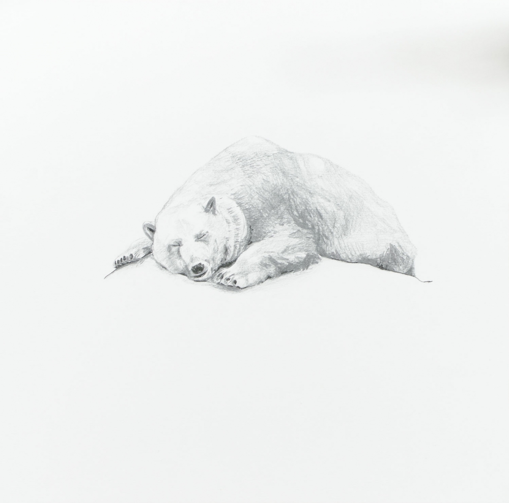 Ember - ijsbeer